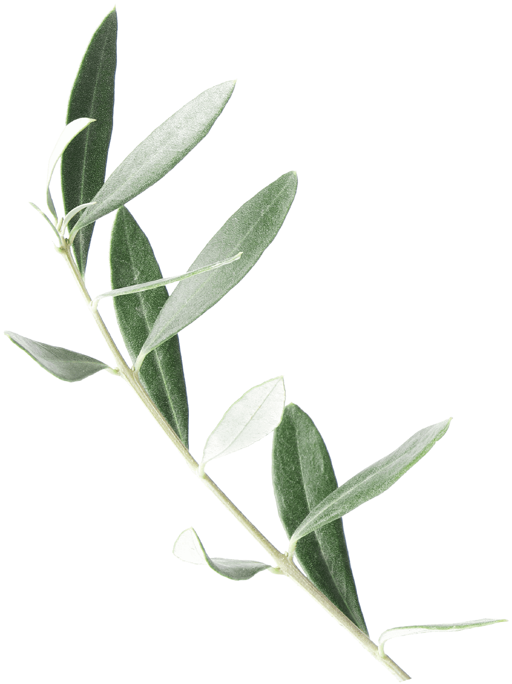 olive branch