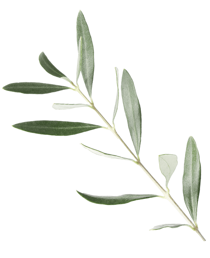 Olive Branch