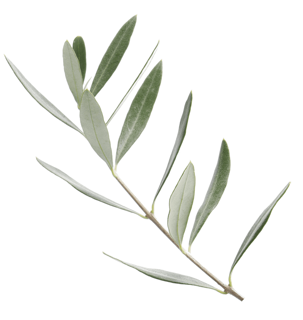 Olive Branch