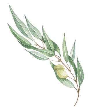 Olive Branch