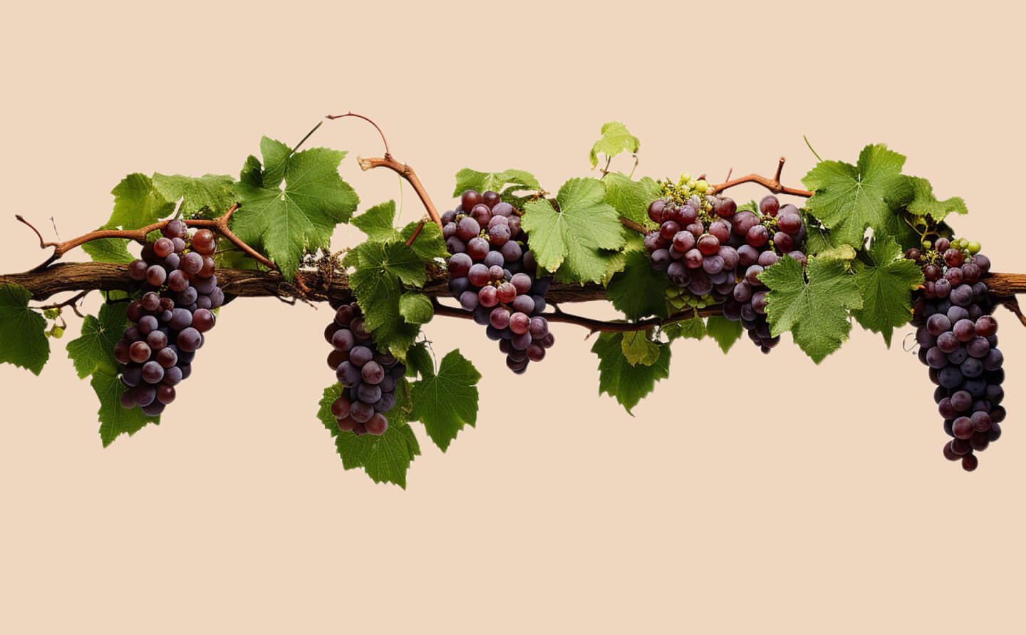 Grape Vine