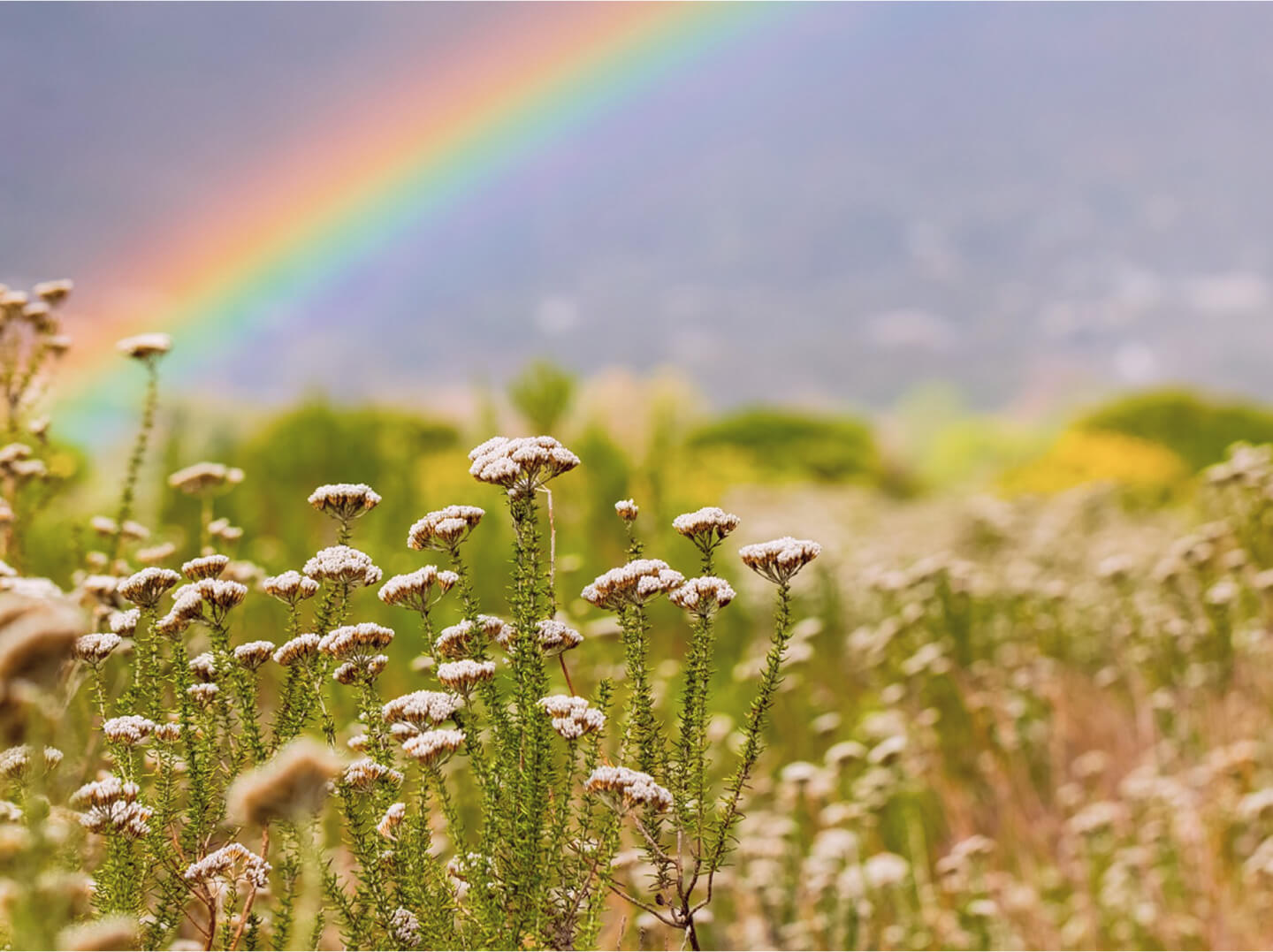 Rainbow